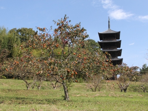 柿の木と国分寺五重塔