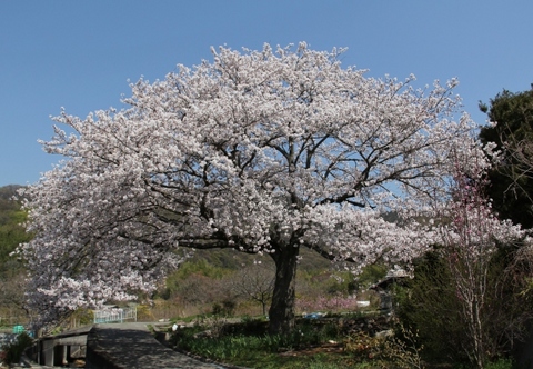 尾崎の安治桜