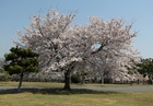 市民体育館北の桜