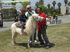 海浜公園-ポニーの乗馬体験