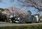 民俗資料館の桜