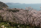 御崎の桜