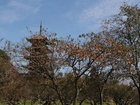 柿の木越しの五重塔