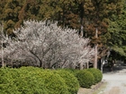桜の花が咲き始めました